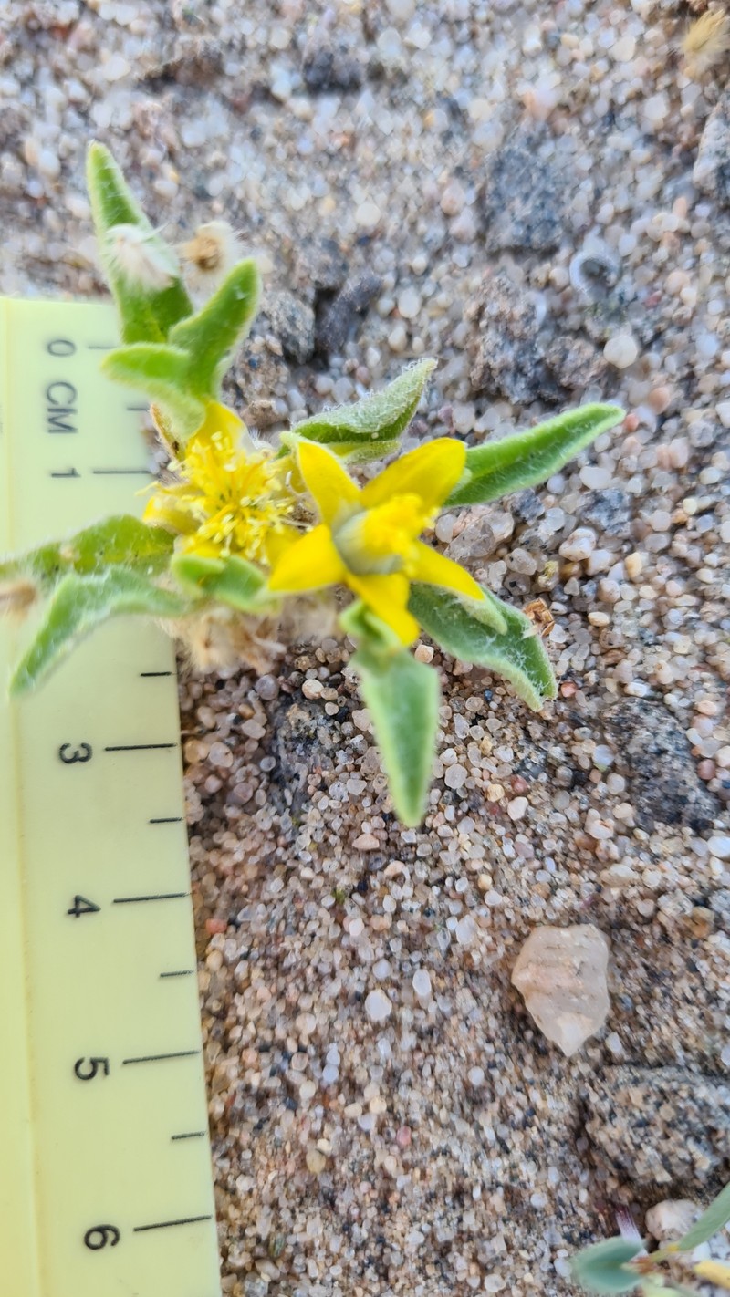 Aizoanthemum membrum-connectens photo 7