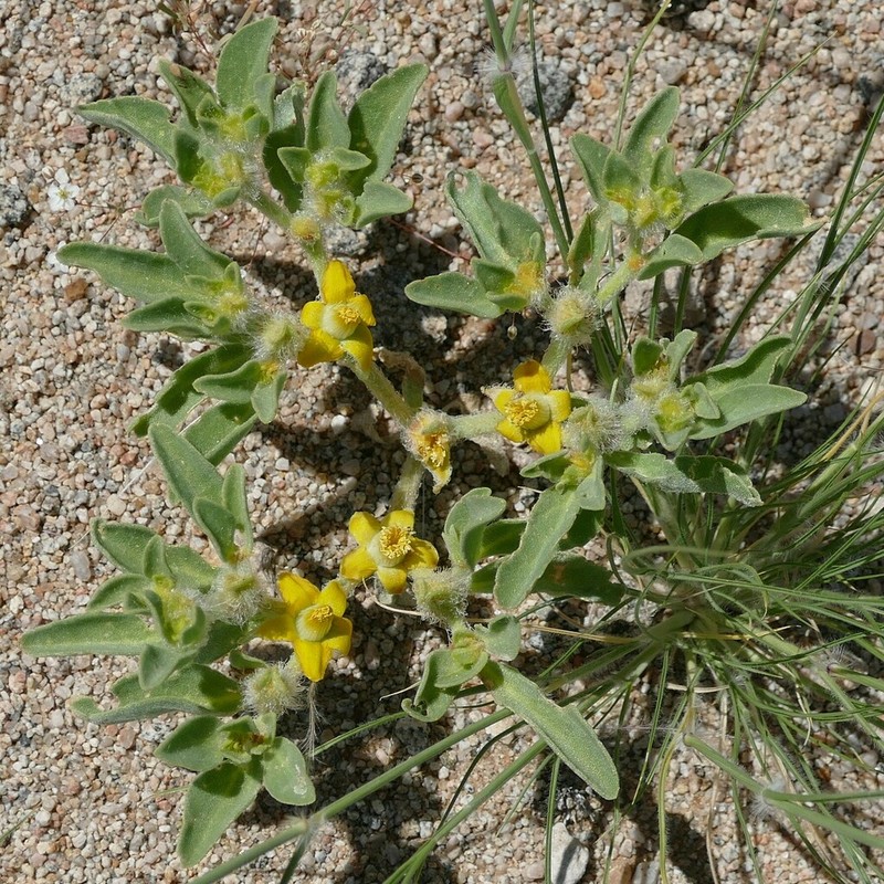 Aizoanthemum rehmannii