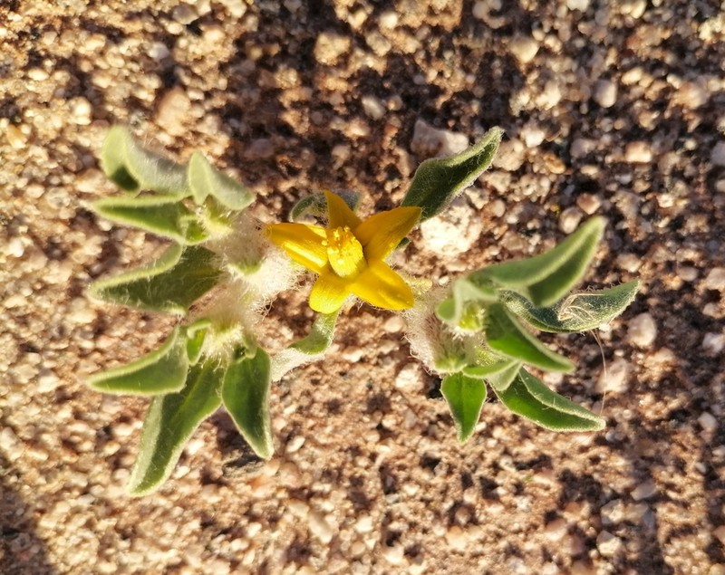 Aizoanthemum rehmannii photo 2