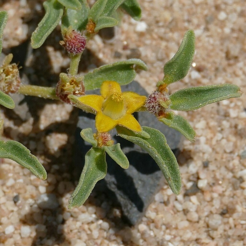 Aizoanthemum rehmannii photo 3