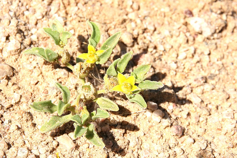 Aizoanthemum rehmannii photo 4