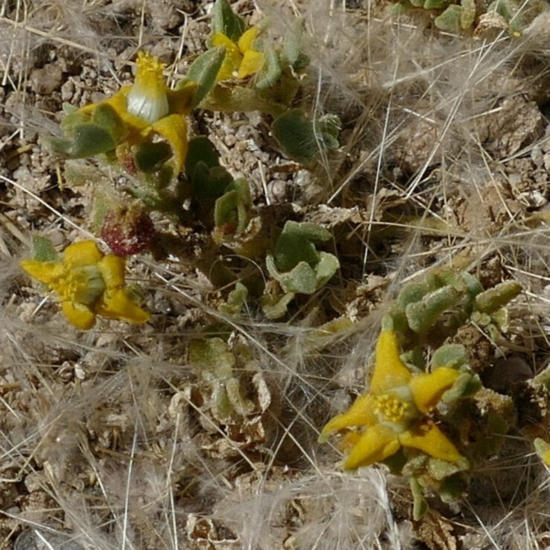 Aizoanthemum rehmannii photo 5