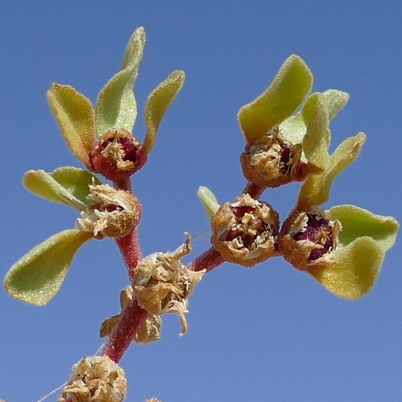 Aizoanthemum rehmannii photo 6