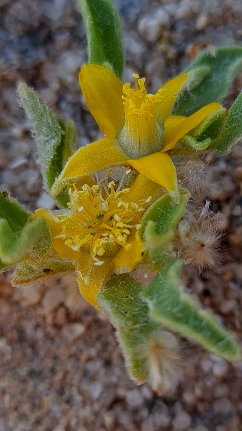 Aizoanthemum rehmannii photo 7