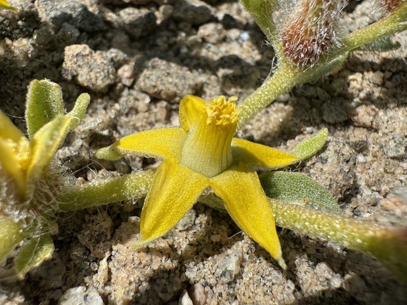 Aizoanthemum rehmannii photo 8