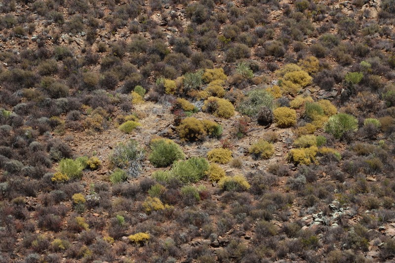 Aizoon africanum