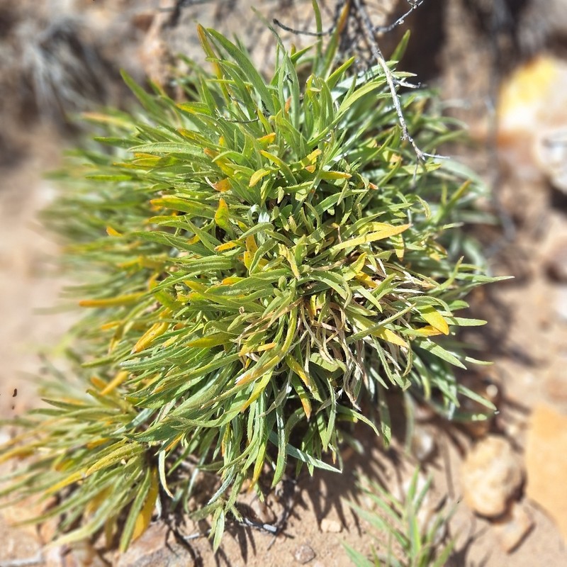 Aizoon asbestinum