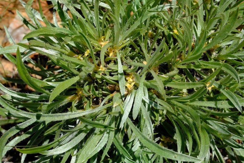 Aizoon asbestinum photo 2