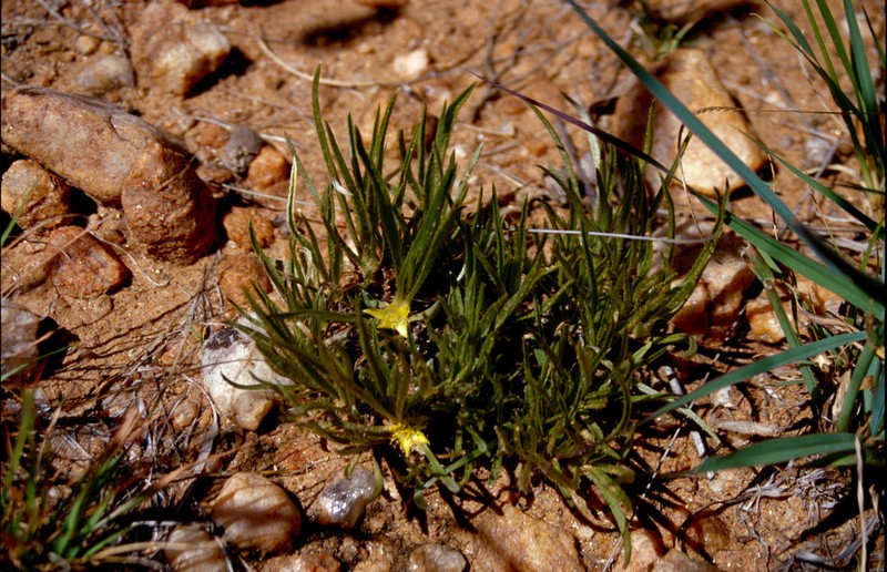 Aizoon asbestinum photo 3