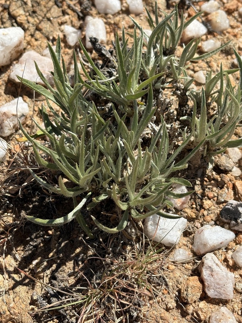 Aizoon asbestinum photo 4
