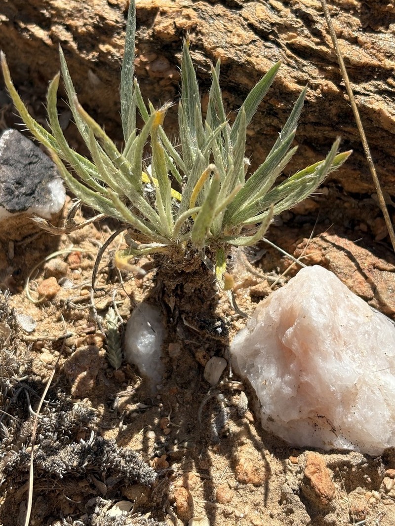 Aizoon asbestinum photo 5