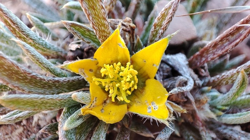 Aizoon asbestinum photo 6