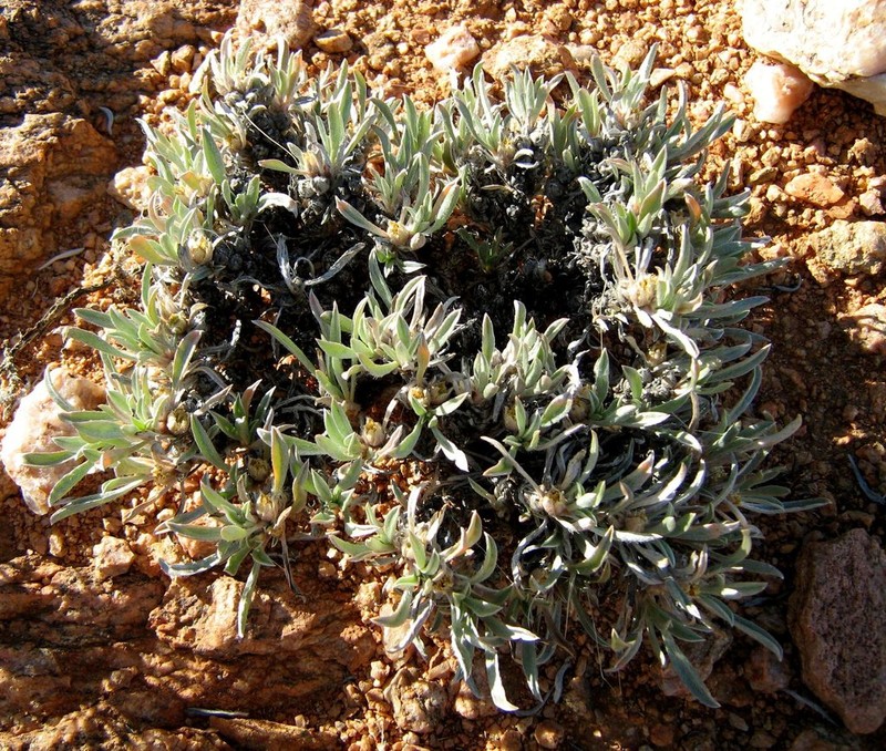 Aizoon asbestinum photo 7