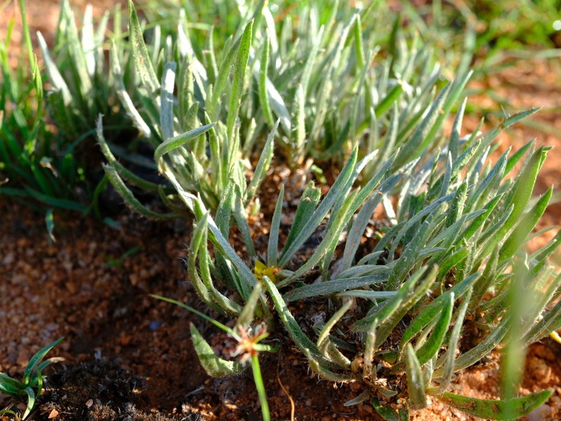 Aizoon asbestinum photo 8