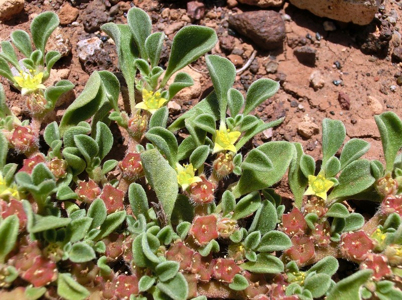 Aizoon canariense