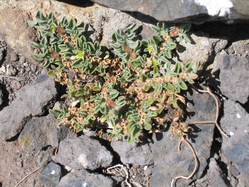 Aizoon canariense photo 8