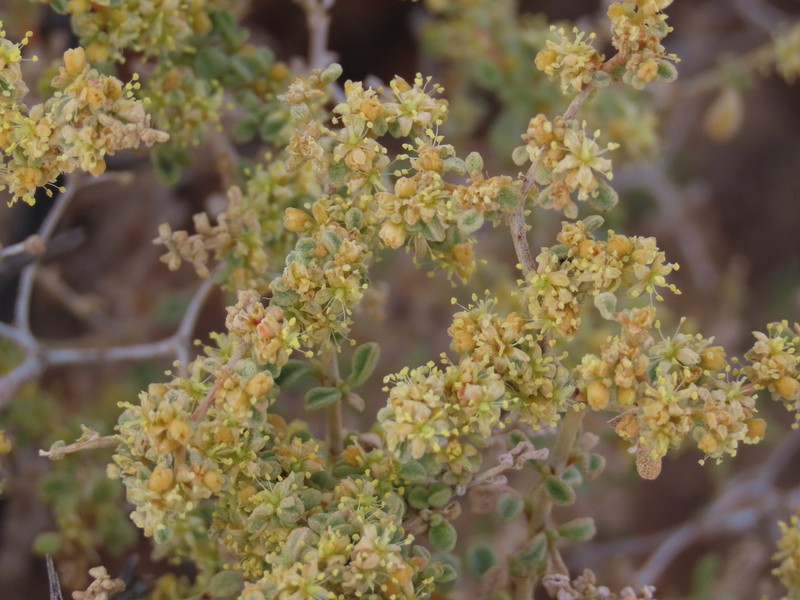 Aizoon crystallinum photo 3