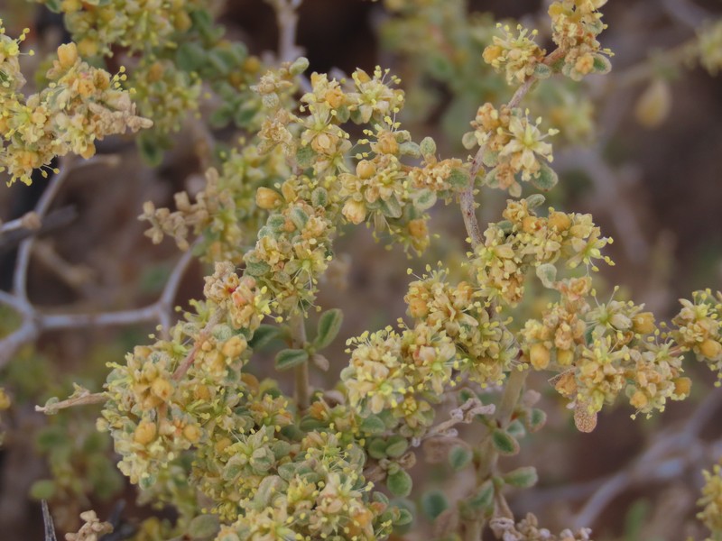 Aizoon crystallinum photo 7