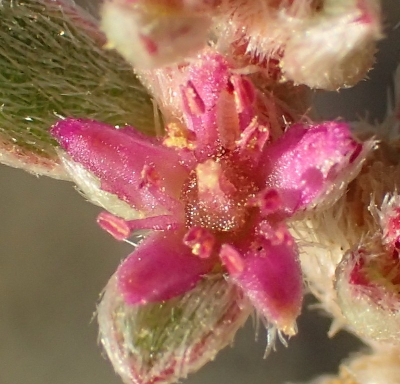Aizoon cymosum