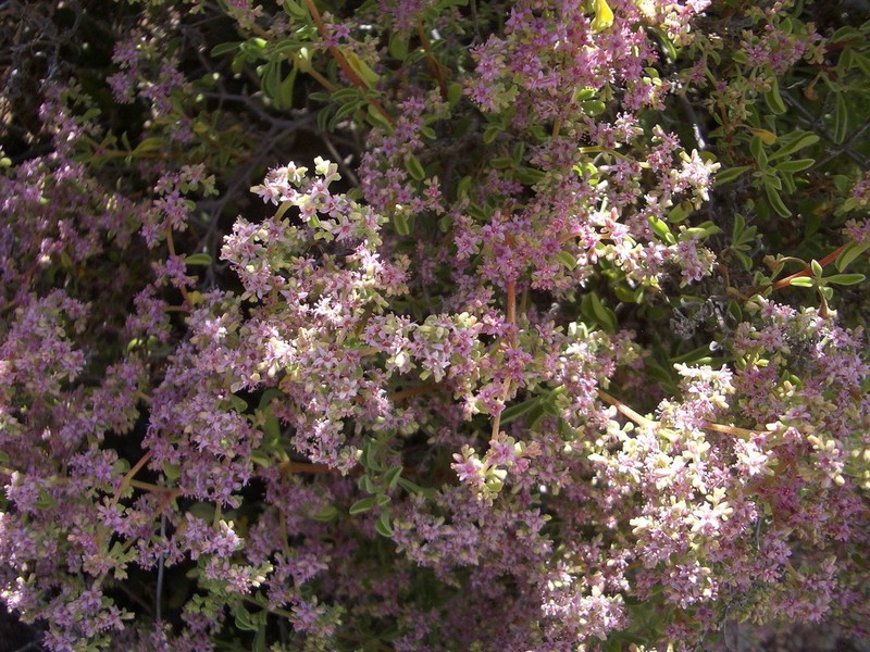Aizoon cymosum photo 2