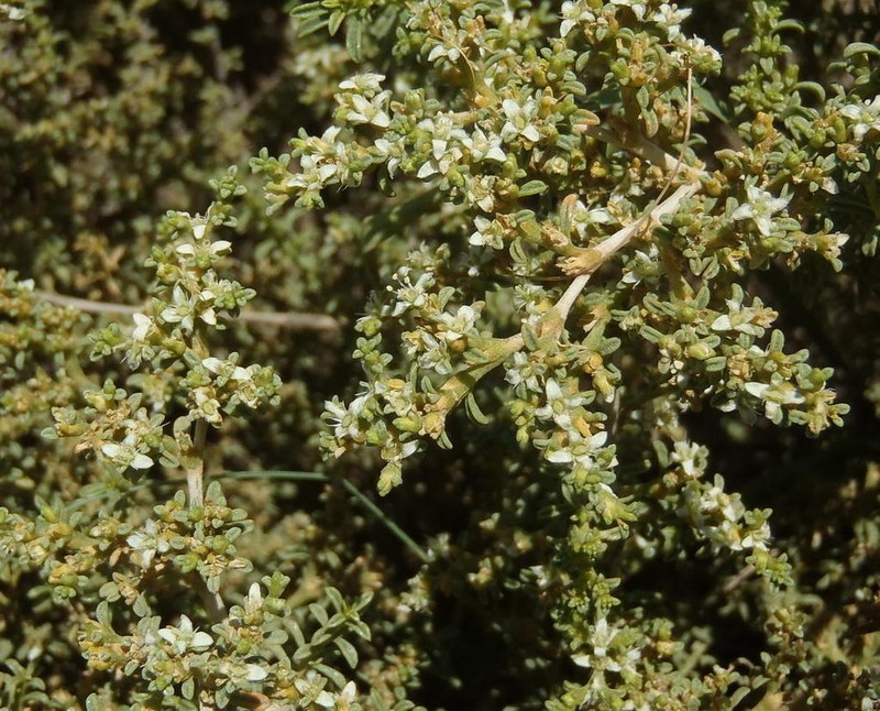 Aizoon cymosum photo 3