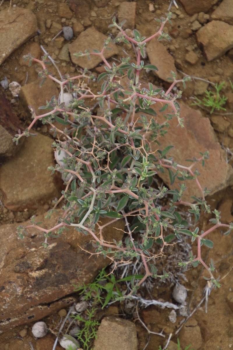Aizoon cymosum photo 4