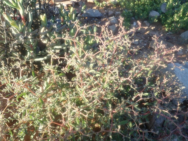 Aizoon cymosum photo 5