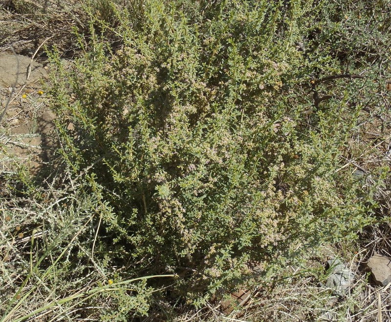 Aizoon cymosum photo 6