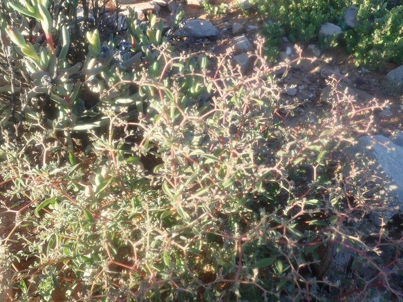 Aizoon cymosum photo 7