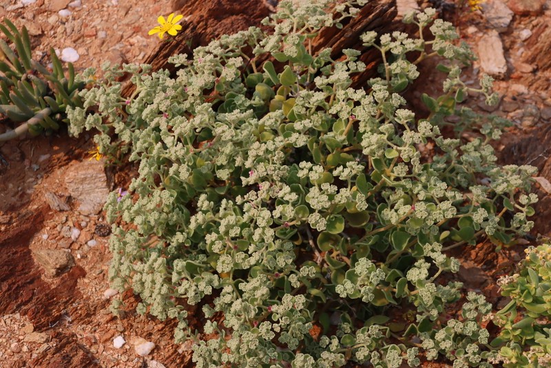 Aizoon dregeanum