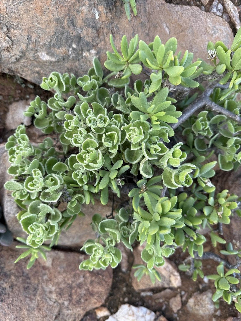 Aizoon dregeanum photo 2