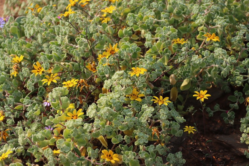 Aizoon dregeanum photo 3
