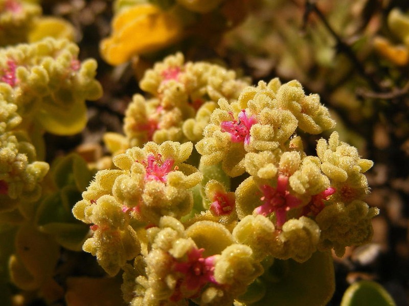 Aizoon dregeanum photo 4