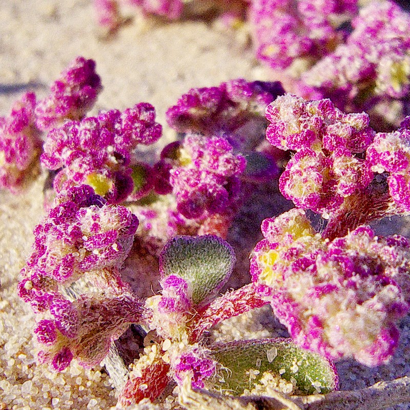 Aizoon dregeanum photo 5