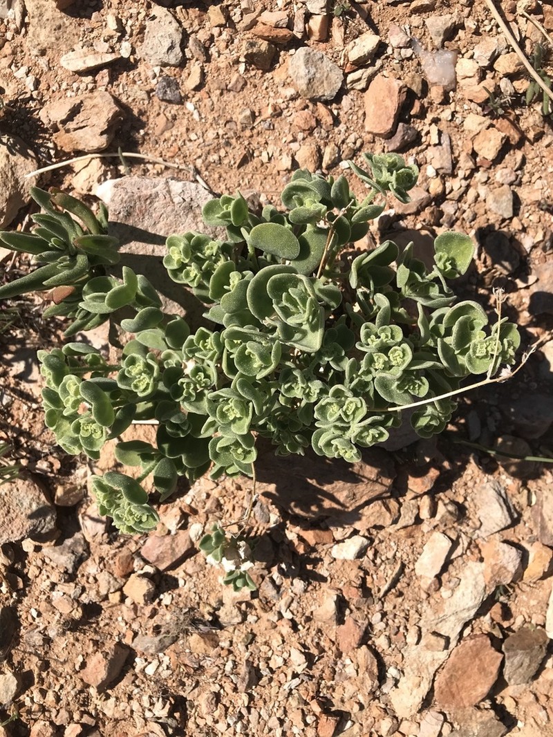 Aizoon dregeanum photo 6
