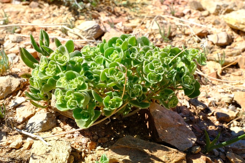 Aizoon dregeanum photo 7