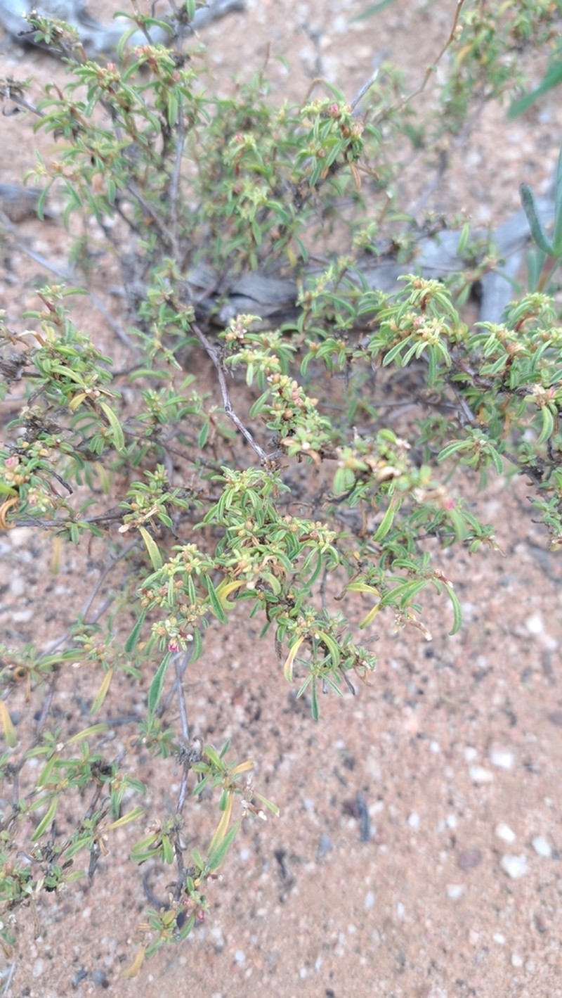 Aizoon filiforme photo 3
