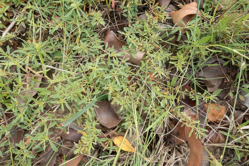 Aizoon filiforme photo 4