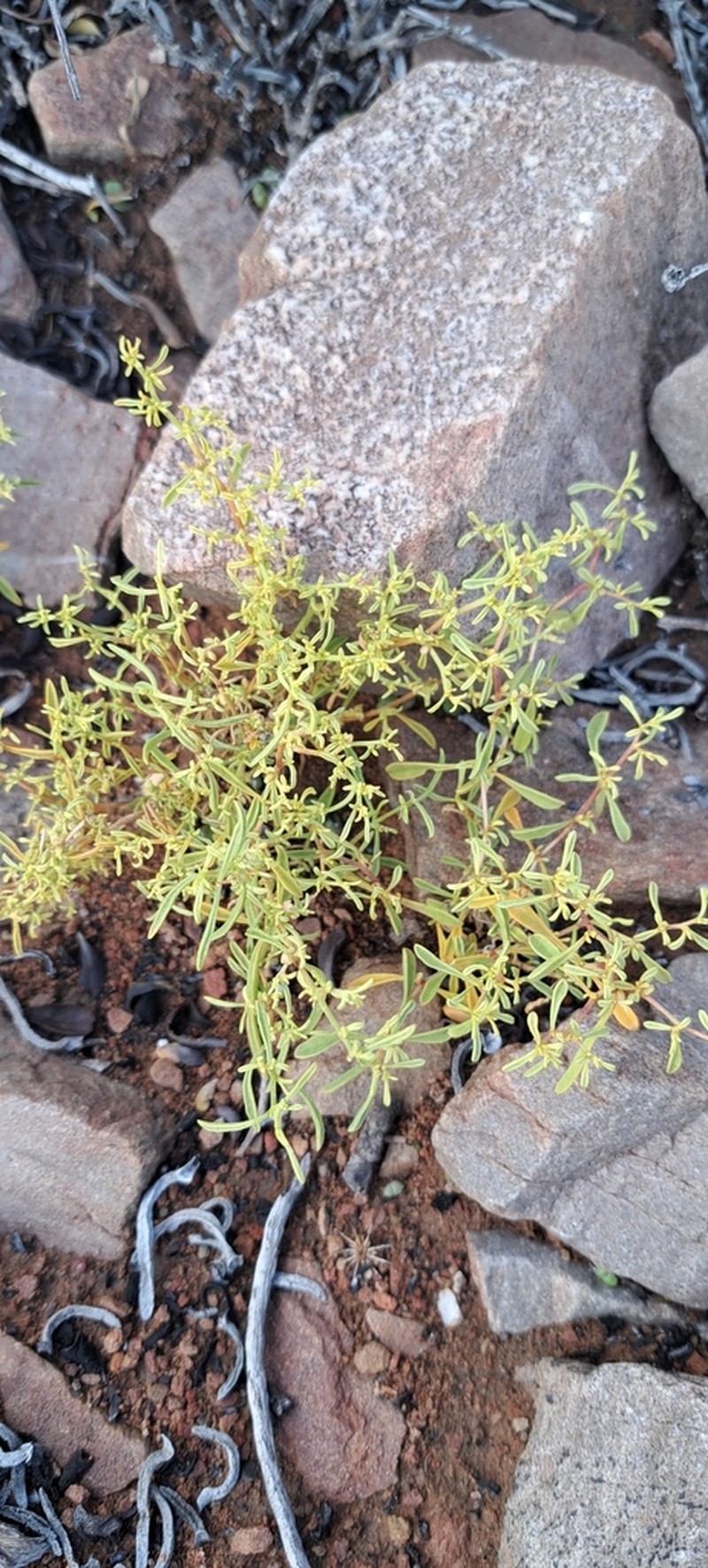 Aizoon filiforme photo 5