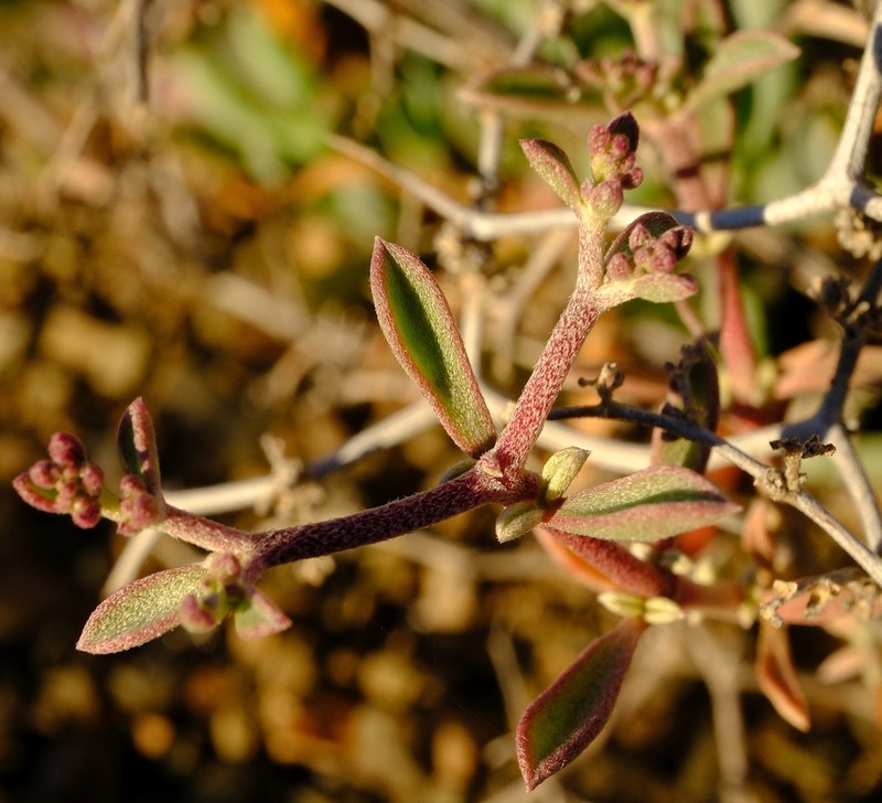Aizoon filiforme photo 6