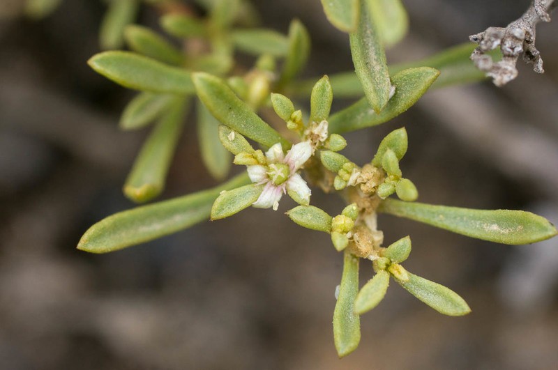 Aizoon filiforme photo 7