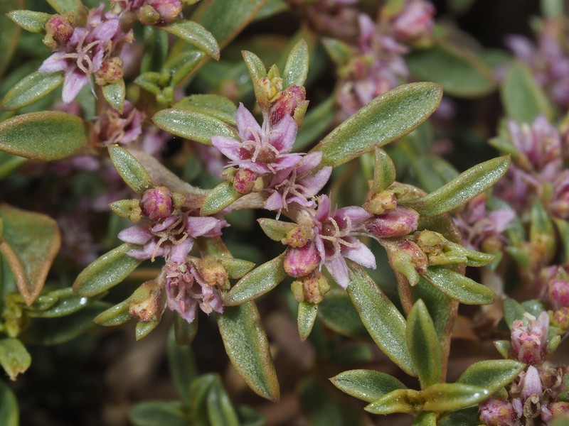 Aizoon filiforme photo 8