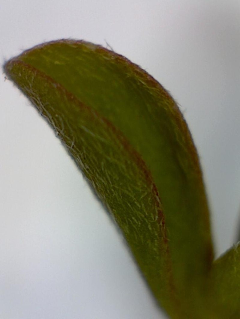Aizoon filiforme photo 2