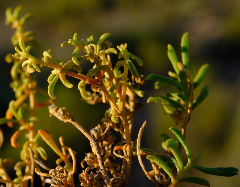 Aizoon filiforme photo 3