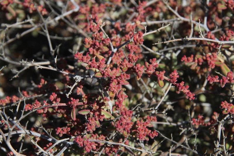 Aizoon fruticosum photo 2