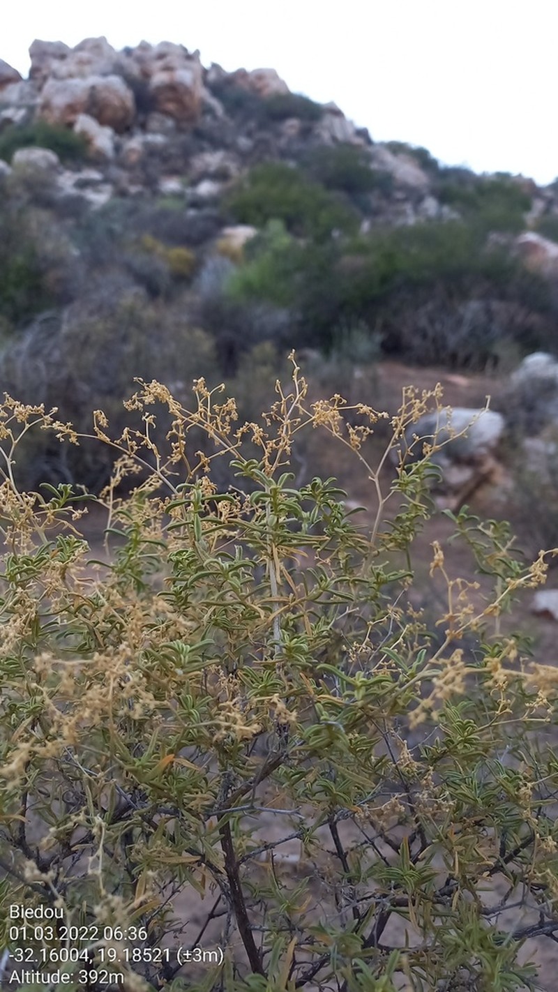 Aizoon fruticosum photo 3