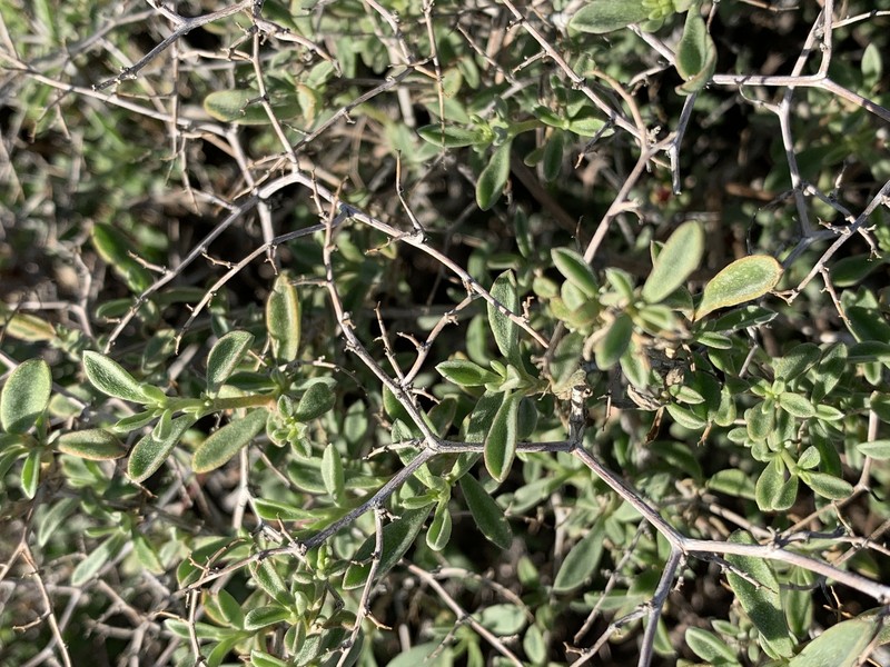 Aizoon fruticosum photo 4