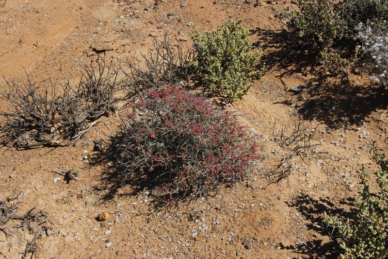 Aizoon fruticosum photo 5