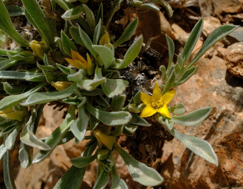 Aizoon giessii photo 2