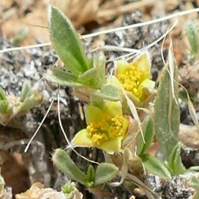 Aizoon giessii photo 3